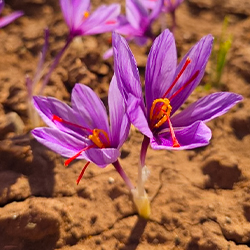 زعفران